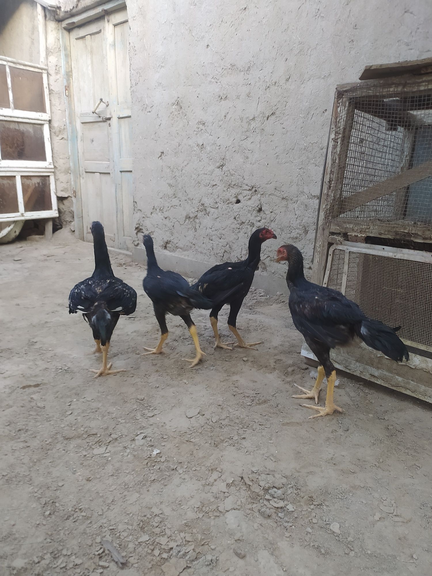 O shamo xo'roz jo'jalari