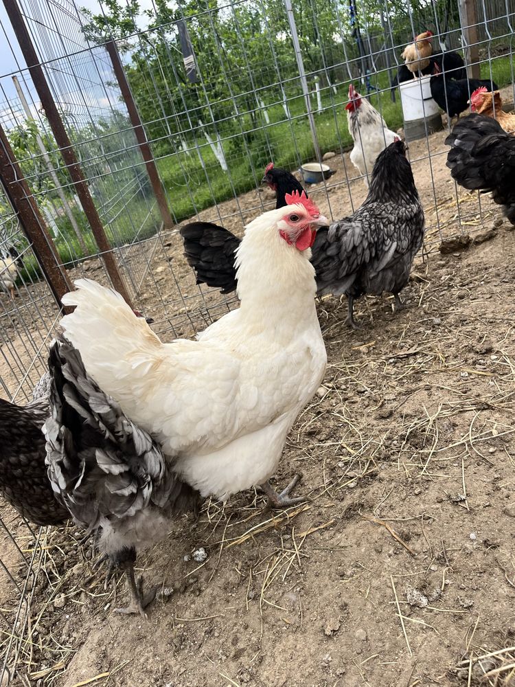 Pereche australorp