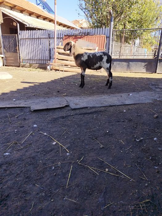 berbecut varsta 3 luni