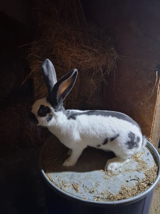 Femela fluture german