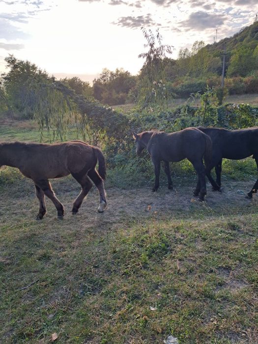 Iepe+mânji de vânzare, rasă Percheron