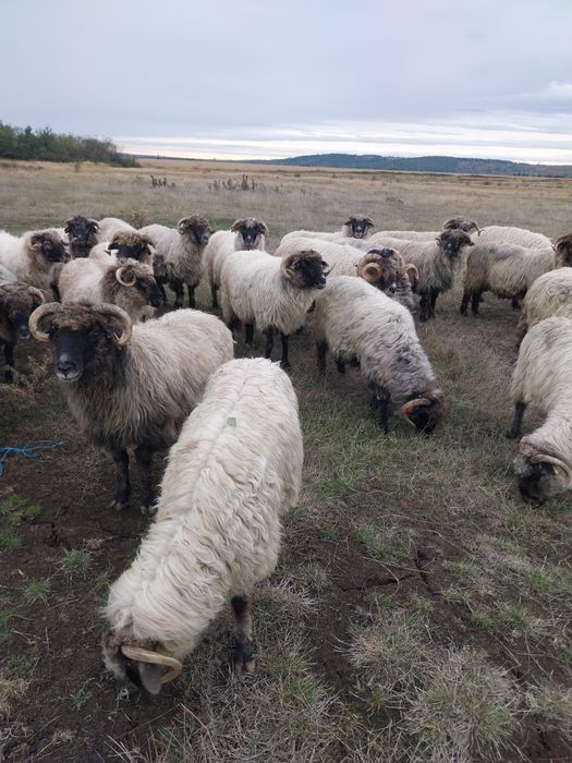 Vând oi grase pentru tocan și pastramă