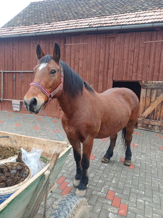 Iapa de vanzate , vârsta de 11 ani  !