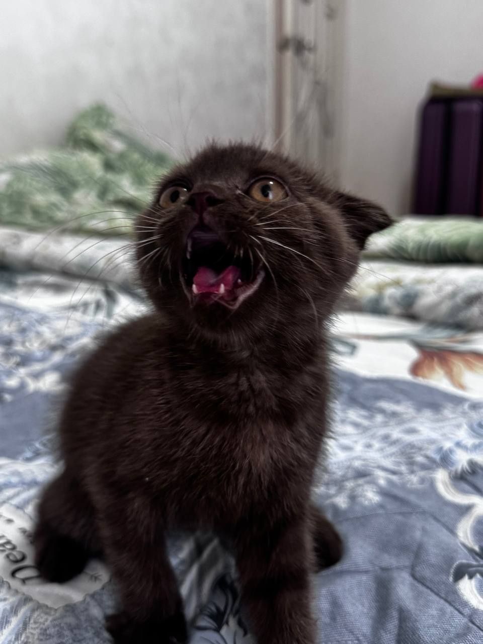 Scottish fold,Qiz bola,Nebula ! Скоттиш Фолд !