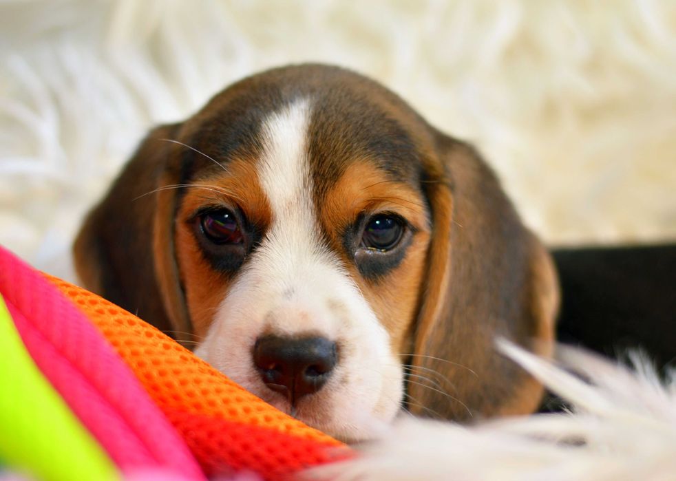 Pui Beagle tricolor din parinti cu pedigree