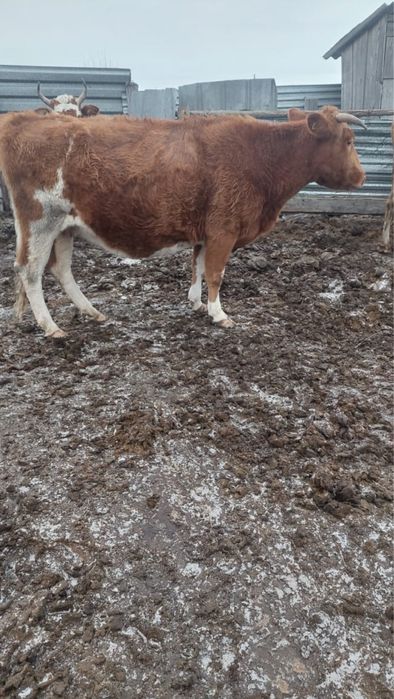 Продам коров 6-7 лет