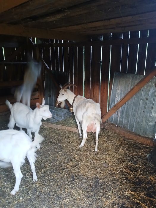 Vand capre sau schimb cu oi