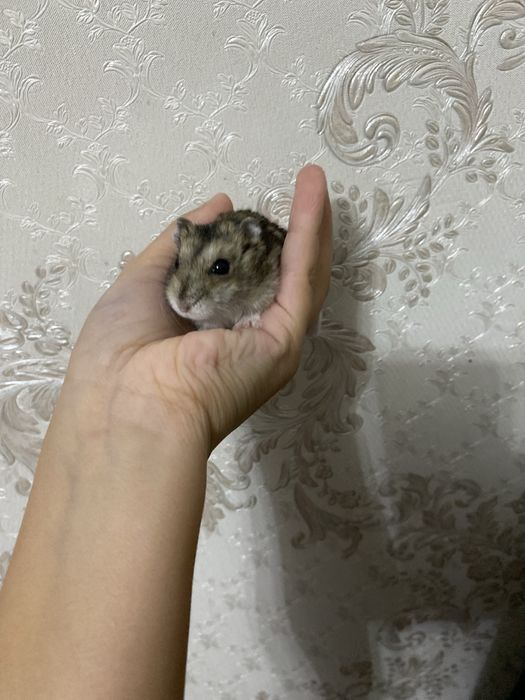 Продам джунгарские хомяки