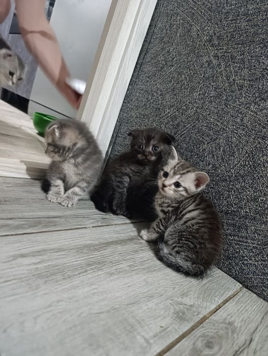Шотландские котята