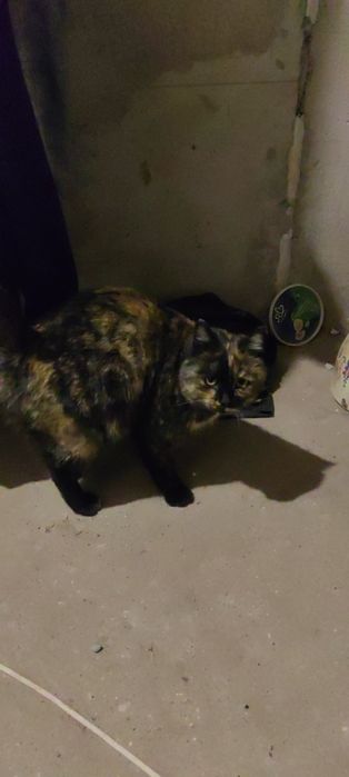 Отдам крошку в добры руки, к лотку приучена,пишите комент читаим