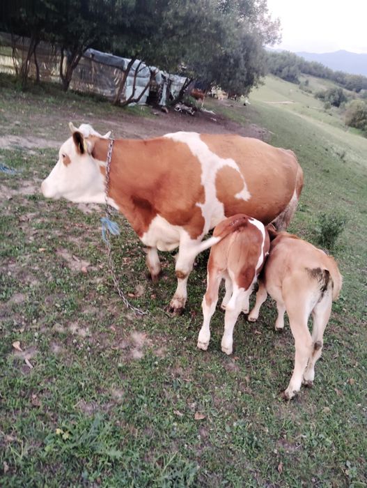 Vaci de vânzare Maramureș