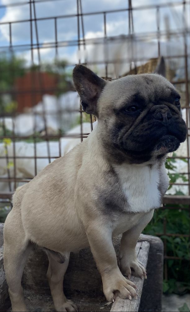 Vând Bulldog Francez