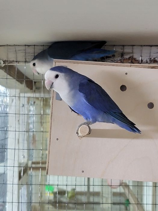 Неразлучник папугай