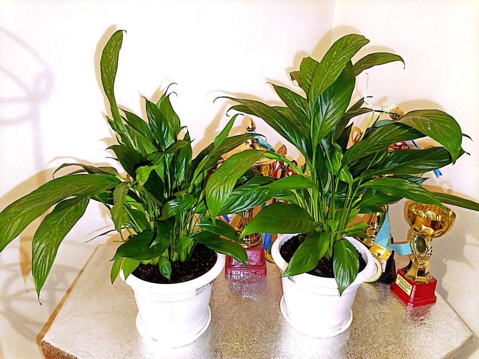 Мектепке дайын гул