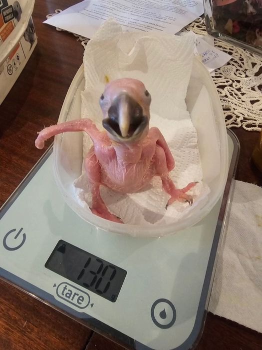 Синьо-жълта ара бебета