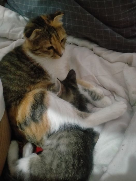 Продоётся катёнок мальчик