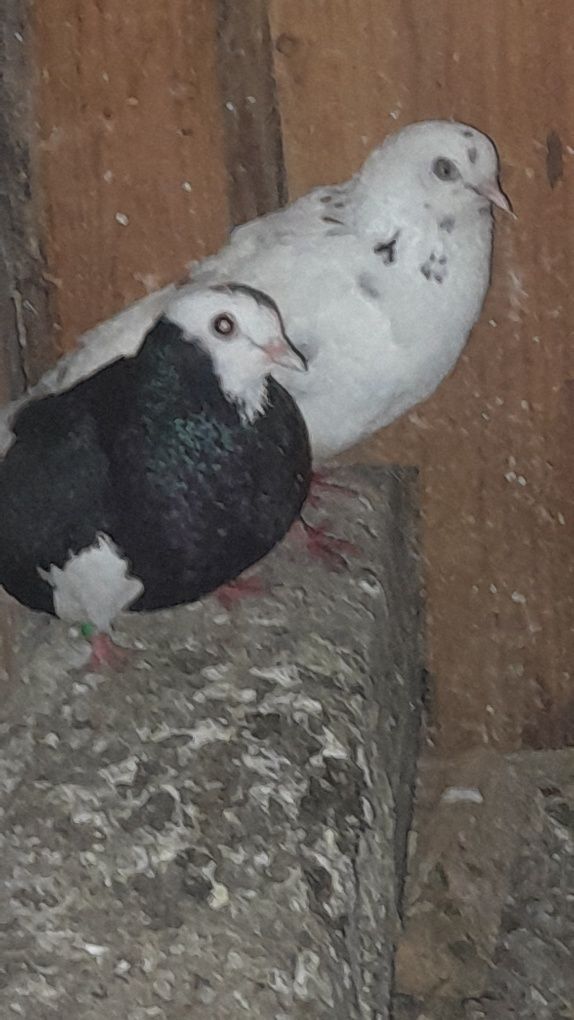 Porumbei jucători de birmingham
