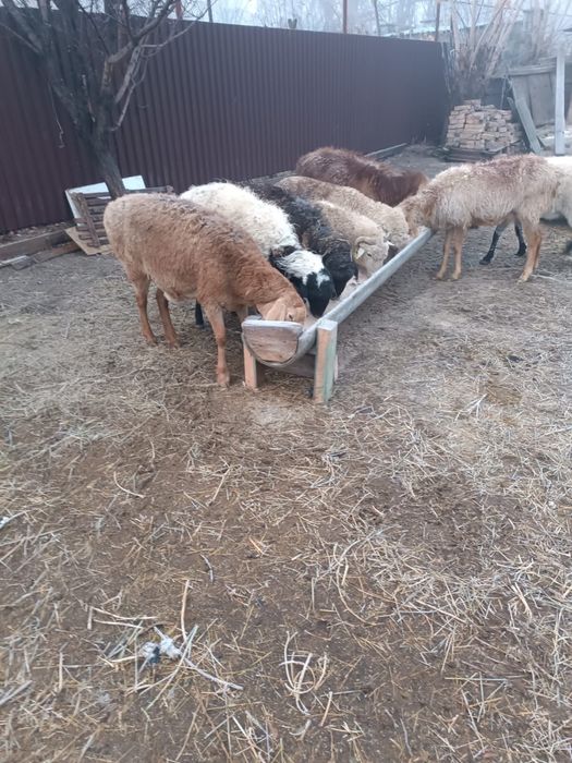 Срочно продаются бараны срочно