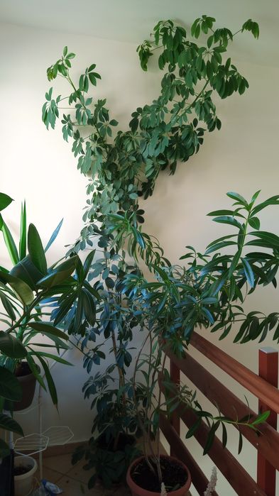 Палма Шефлера 2 бр.