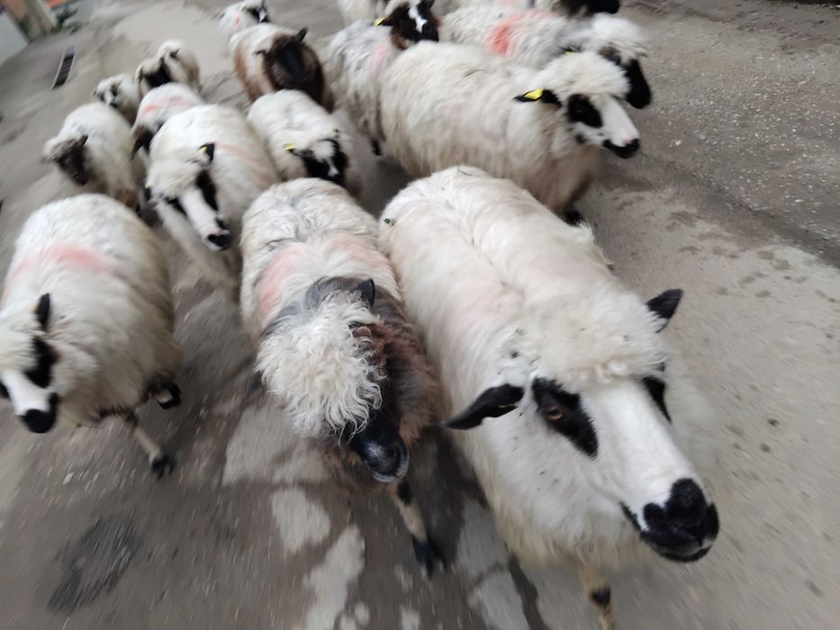 Vand Oii sau schimb cu vitea