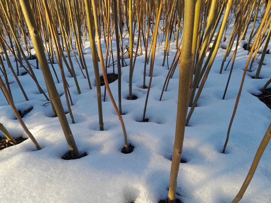 Paulownia puiet hibrid