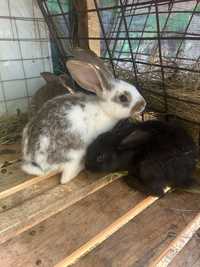 Продам кроликов от 2 месяцев