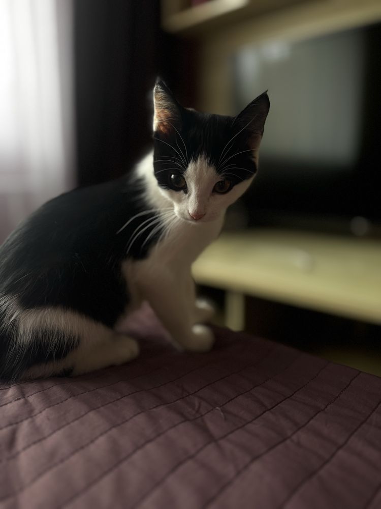 Отдам котенка  девочку