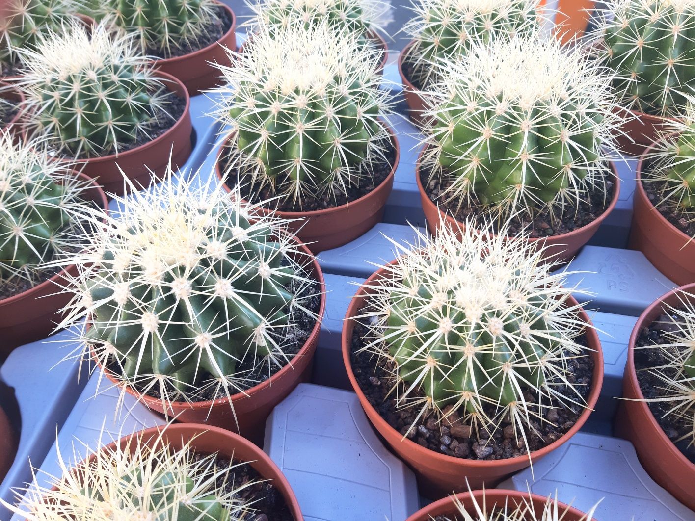 Cactusi si suculente specii deosebite