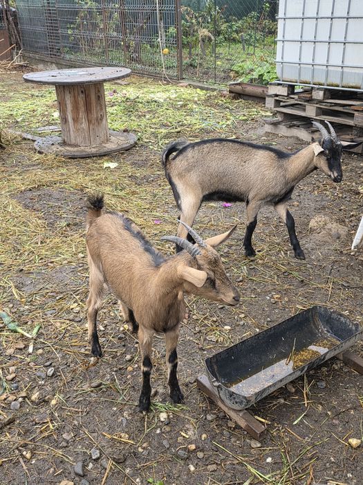 Iede alpina franceza