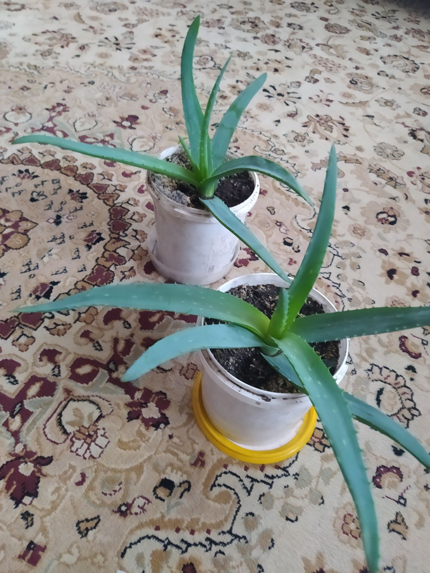 Продам Алоэ лечебный