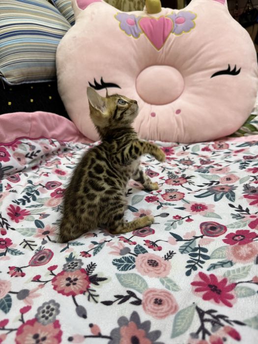 Бенгальская кошка