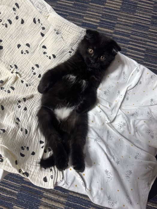 Отдам котенка вислоухого