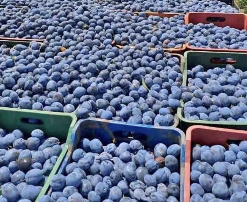 Vand prune pentru tuica ,palica