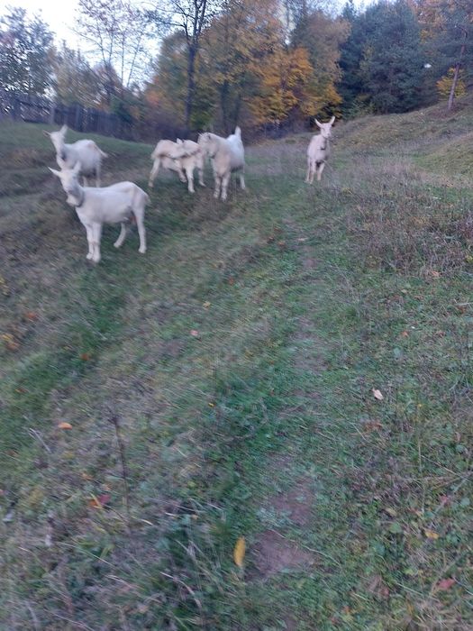 Capre de vanzare+tap de 2 ani