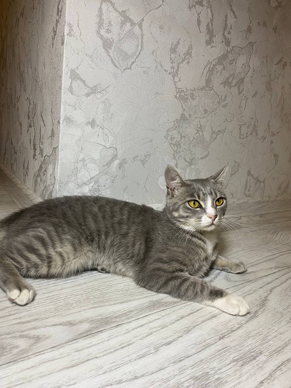 Отдам милого кота