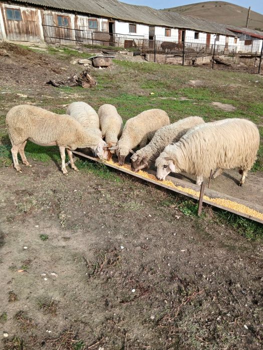 Vând oi gestante mioare