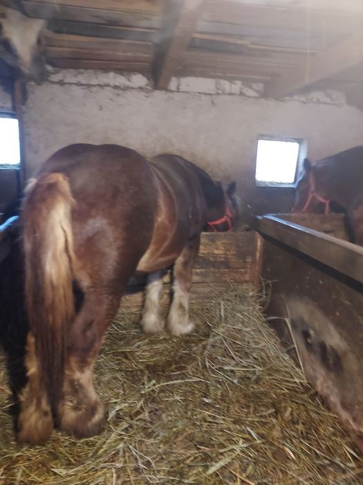 Vând manza belgiana