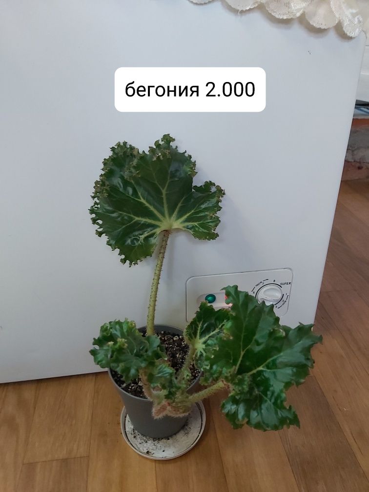 Продаю домашние цветы