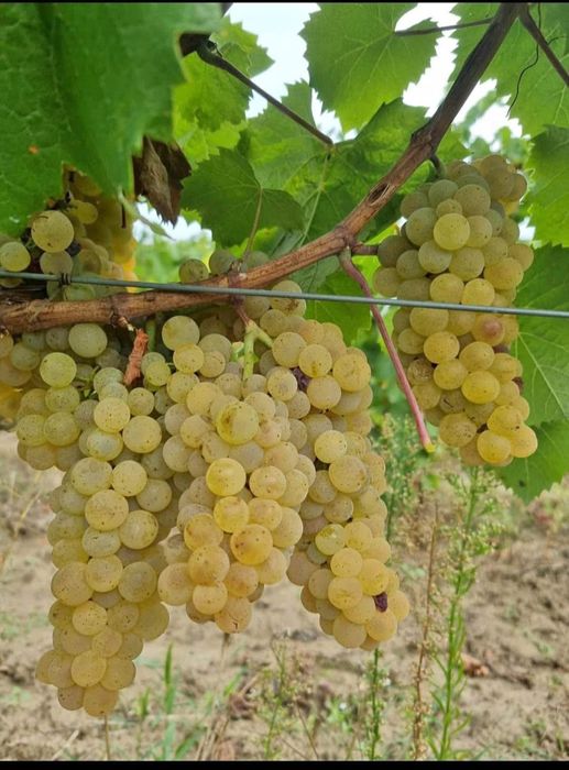 Struguri de vin avem toate soiurile nr 078542852nouă