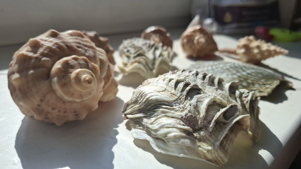 Натуральные  ракушки