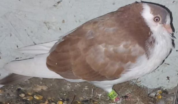 Vând porumbei galateni