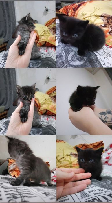 Котята в добрые руки