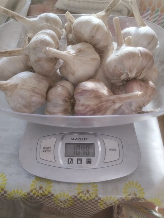 Чеснок озимый . Продам.