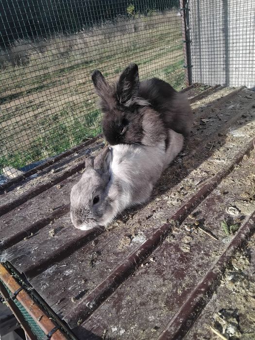 De vânzare iepuri cap de leu