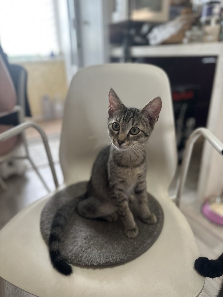 Котик - бегемотик