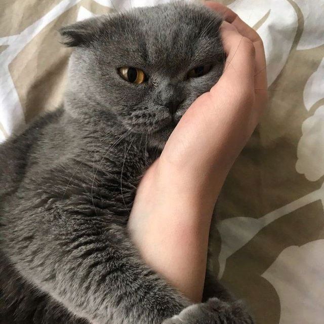Мушук болалари сотилади. Продаётся котята.