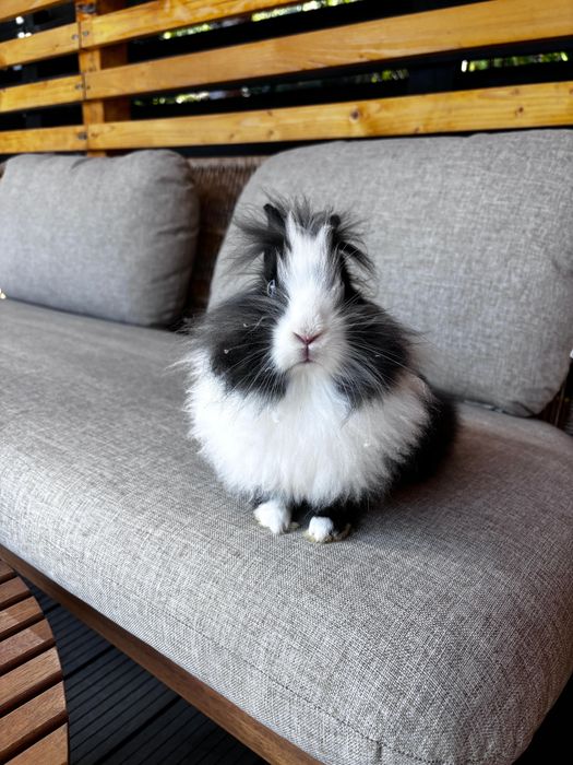 iepuri pitici,au 3 luni, sunt sanatosi