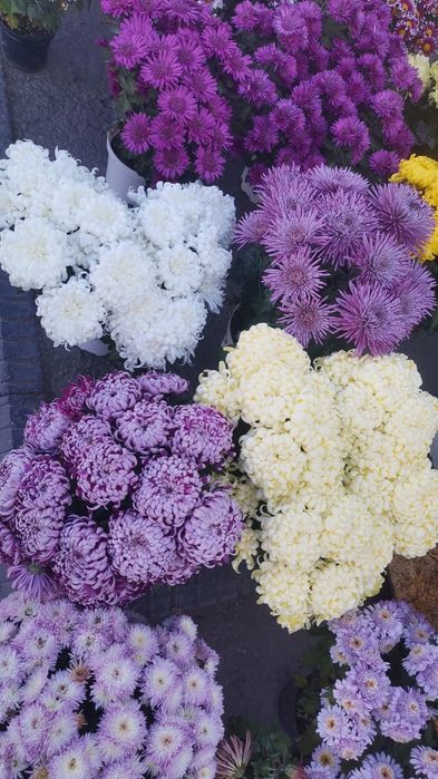 Хризантемы крупноцветковые, бигуди и игольчатый, а также мультифлора.