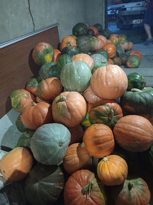 Продам оптом тыкву