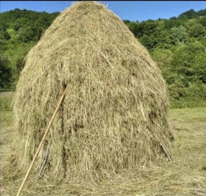 Vand clai de fan cu otava
